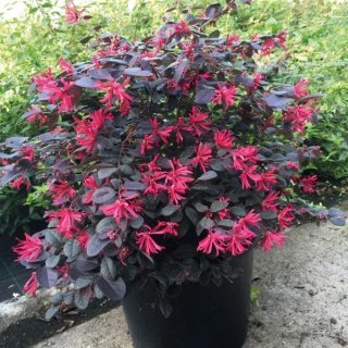 Loropetalum Chinensis Negro
