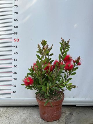 Callistemon Violaceus