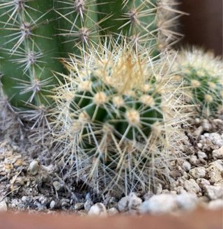 Trichocereus hybrid fuxia gola verde