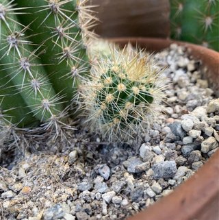Trichocereus hybrid fuxia gola verde