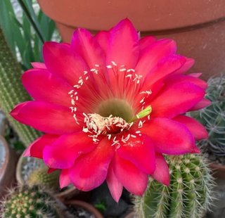 Trichocereus hybrid fuxia gola verde