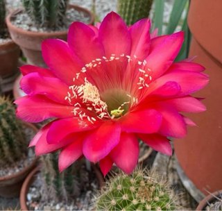 Trichocereus hybrid fuxia gola verde