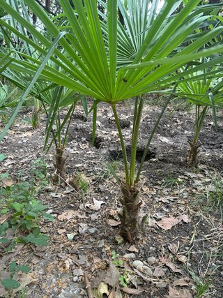Palmeras