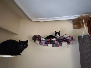 Muebles de pared para gatos