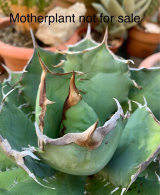 Agave titanota Caesar vaso 12 cm
