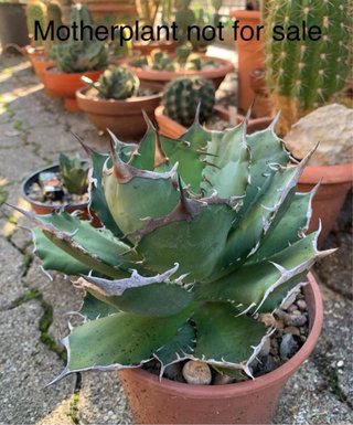 Agave titanota Caesar vaso 12 cm