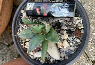 Agave titanota Caesar vaso 12 cm