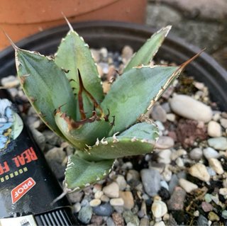 Agave titanota Caesar vaso 12 cm