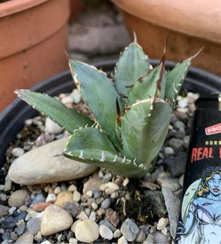 Agave titanota Caesar vaso 12 cm