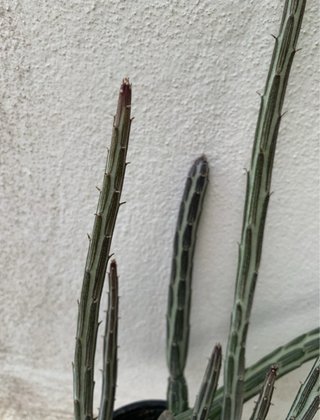 Senecio stapeliformis - Vaso 6 cm