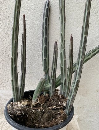 Senecio stapeliformis - Vaso 6 cm