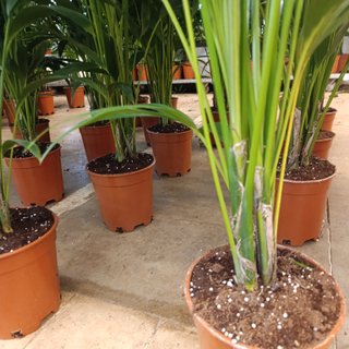 Palmera kentia