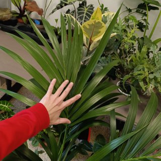 Palmera kentia