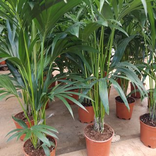 Palmera kentia