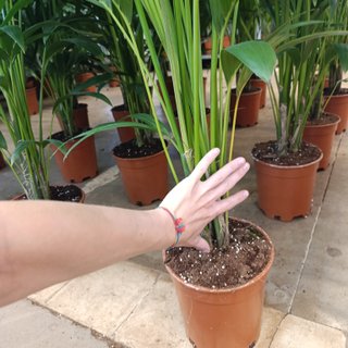 Palmera kentia
