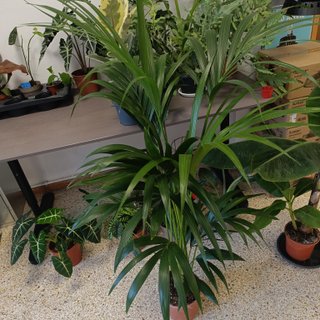 Palmera kentia