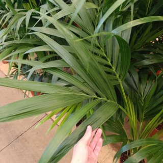Palmera kentia