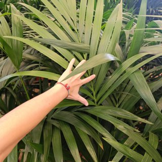 Palmera kentia