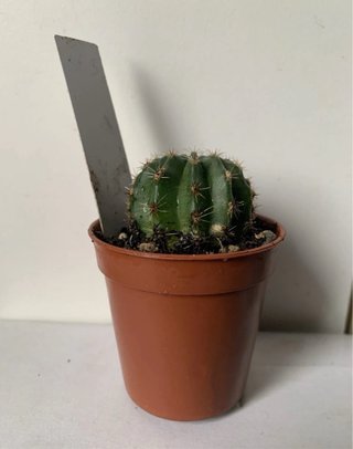 Echinopsis hybrid SF - vaso ø 4 cm