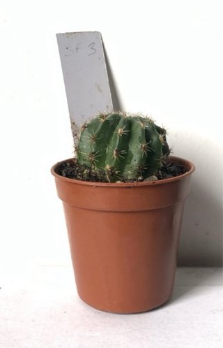 Echinopsis hybrid SF - vaso ø 4 cm