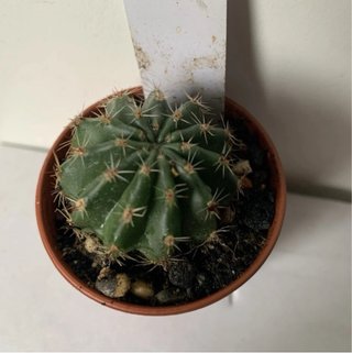 Echinopsis hybrid SF - vaso ø 4 cm