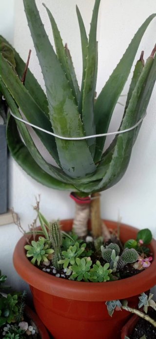 plantas/suculentas/crasas/palmeras/yuca/jade/cactu