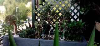 plantas/suculentas/crasas/palmeras/yuca/jade/cactu
