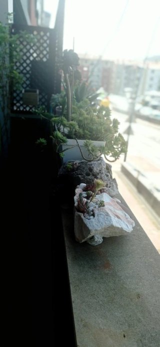 plantas/suculentas/crasas/palmeras/yuca/jade/cactu