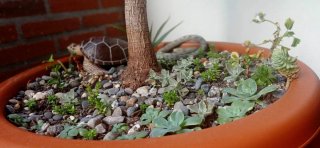 plantas/suculentas/crasas/palmeras/yuca/jade/cactu