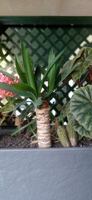 plantas/suculentas/crasas/palmeras/yuca/jade/cactu