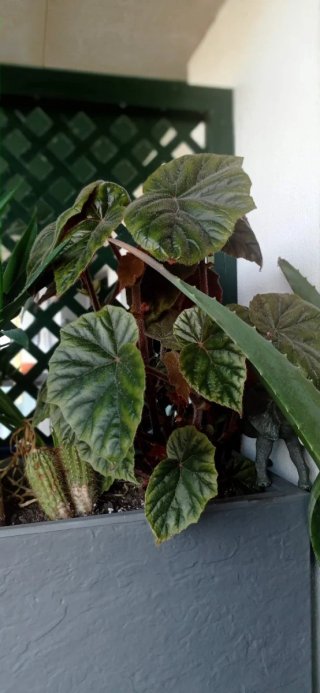 plantas/suculentas/crasas/palmeras/yuca/jade/cactu
