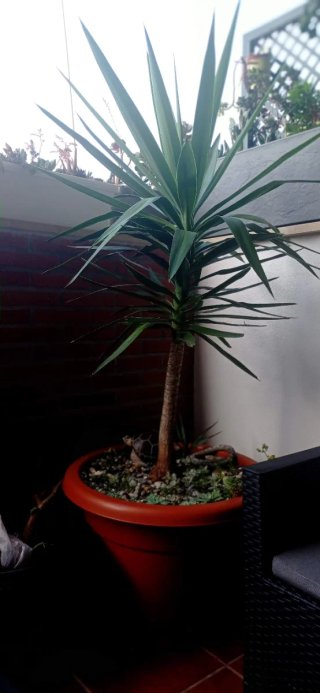 plantas/suculentas/crasas/palmeras/yuca/jade/cactu