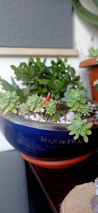 plantas/suculentas/crasas/palmeras/yuca/jade/cactu