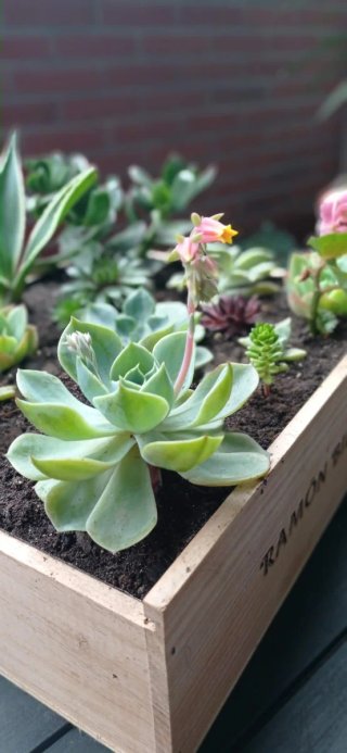 Plantas suculentas con flores