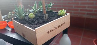 Plantas suculentas con flores