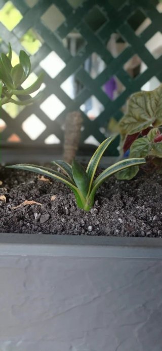 Plantas suculentas con flores
