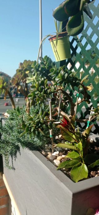 Plantas suculentas con flores