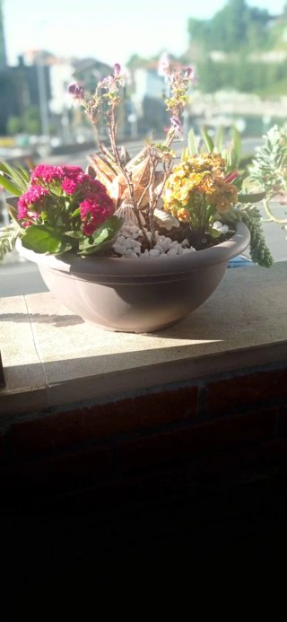 Plantas suculentas con flores