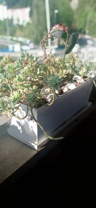 Plantas suculentas con flores