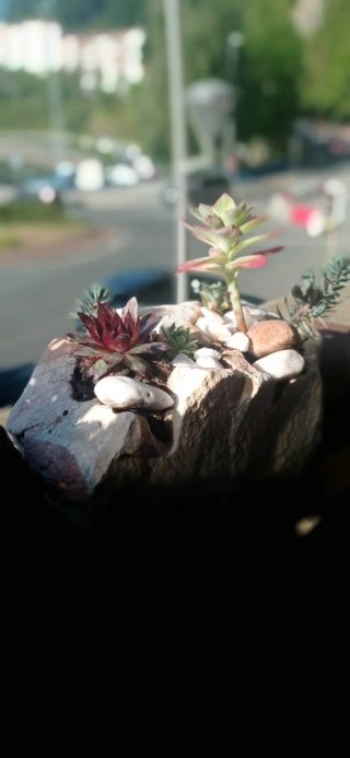 Plantas suculentas con flores