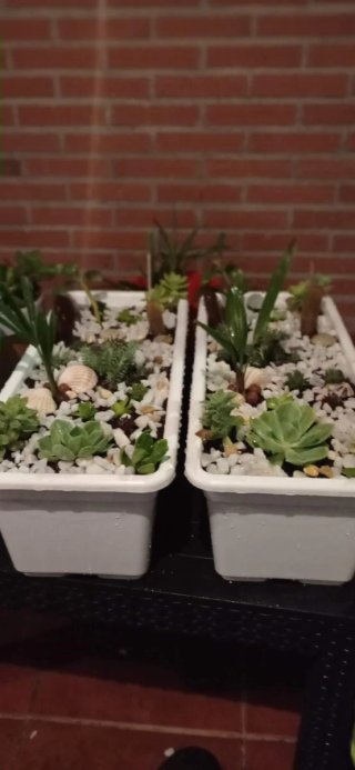 Plantas suculentas con flores