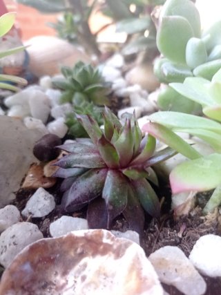 plantas/suculentas/crasas/palmeras/yuca/jade/cactu