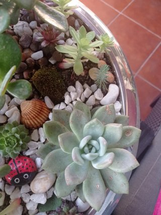 plantas/suculentas/crasas/palmeras/yuca/jade/cactu