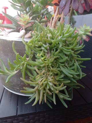 plantas/suculentas/crasas/palmeras/yuca/jade/cactu