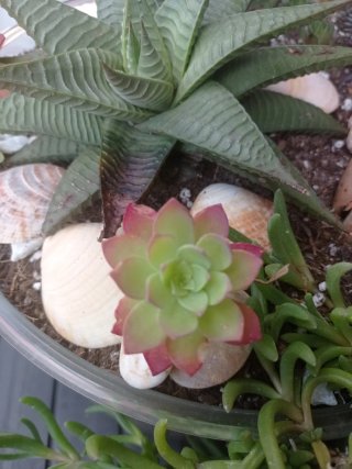 plantas/suculentas/crasas/palmeras/yuca/jade/cactu