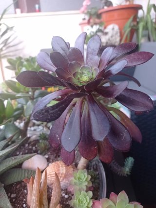 plantas/suculentas/crasas/palmeras/yuca/jade/cactu
