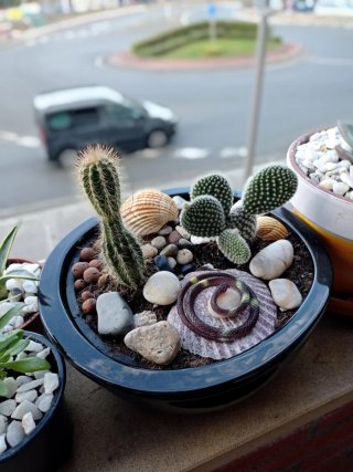 plantas/suculentas/crasas/palmeras/yuca/jade/cactu