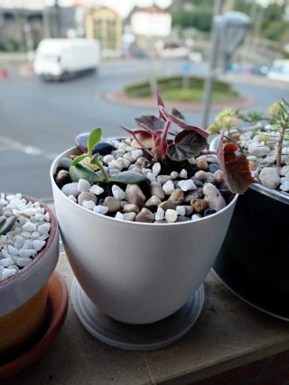 plantas/suculentas/crasas/palmeras/yuca/jade/cactu