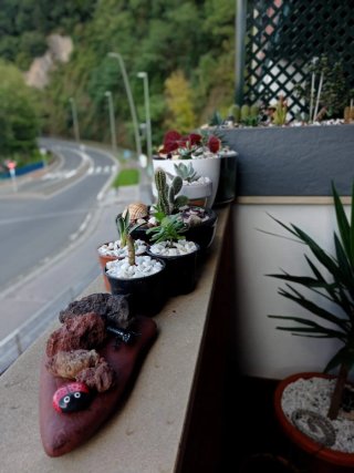 plantas/suculentas/crasas/palmeras/yuca/jade/cactu