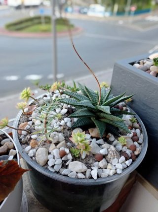 plantas/suculentas/crasas/palmeras/yuca/jade/cactu
